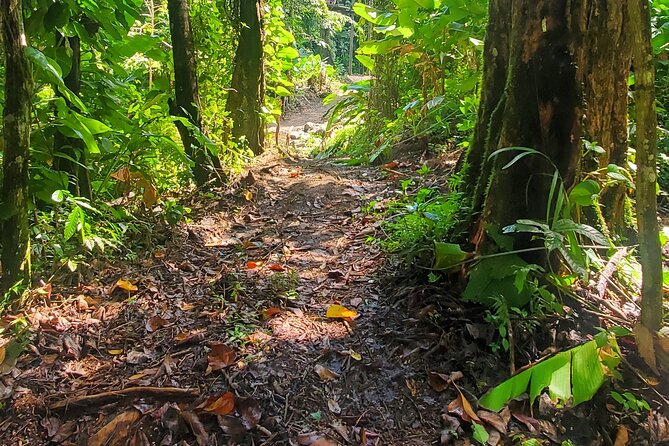 El Yunque National Rainforest and Luquillo Beach Tour - The 15-minute walk to Mameyes River