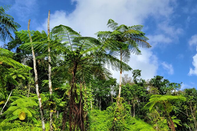 El Yunque Rainforest and Luquillo Kiosk Day Trip - Who should book this experience?