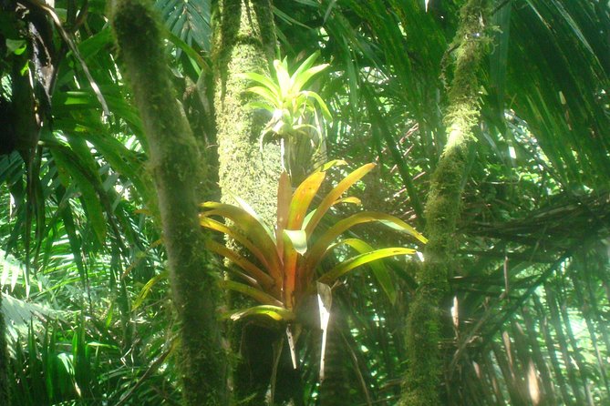 El Yunque Rainforest Full Day Private Tour - A private day in El Yunque, not a group march