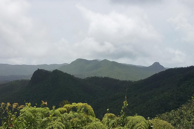 El Yunque Rainforest Full Day Private Tour - Why guide Javier matters