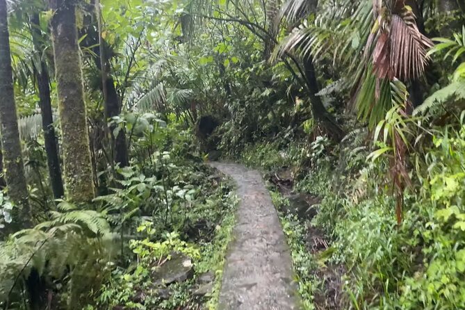 El Yunque Rainforest Hike with Transport from San Juan - Mt. Britton Lookout Tower and the best views