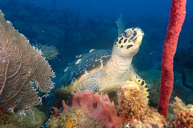 Experience Scuba Diving / NO certification Needed - Key Points Before You Book