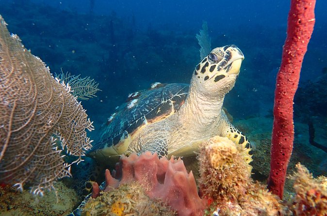 Experience Scuba Diving / NO certification Needed - How Weather and Surf Can Change the Plan