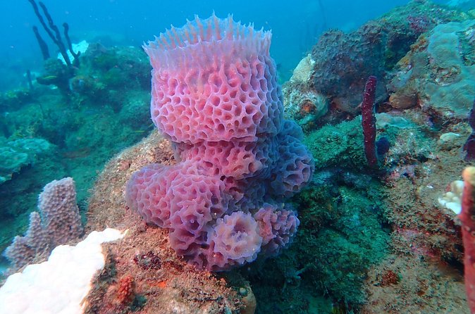 Experience Scuba Diving / NO certification Needed - Who Will Enjoy This Most