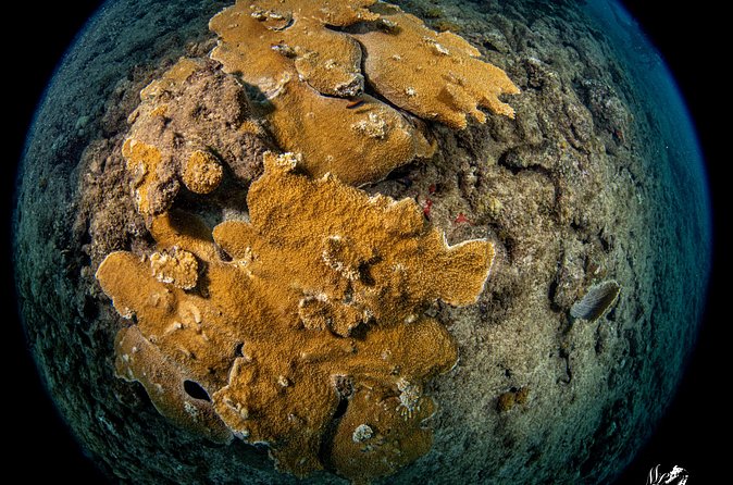 Experience Scuba - Practicing in Shallow Water First
