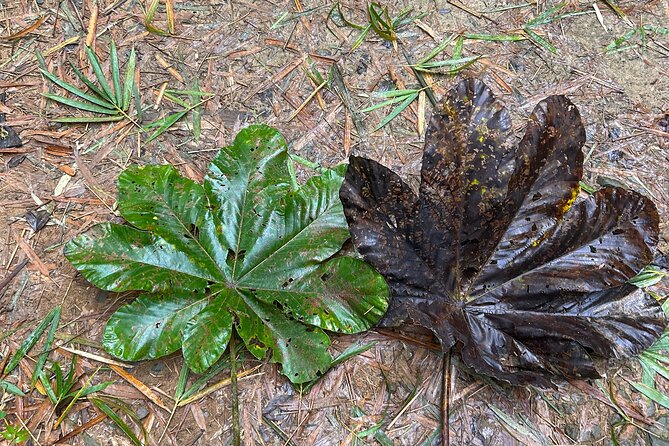 Explore El Yunque: Hiking, Swings & Waterslide (Small Group) - Who will enjoy this most