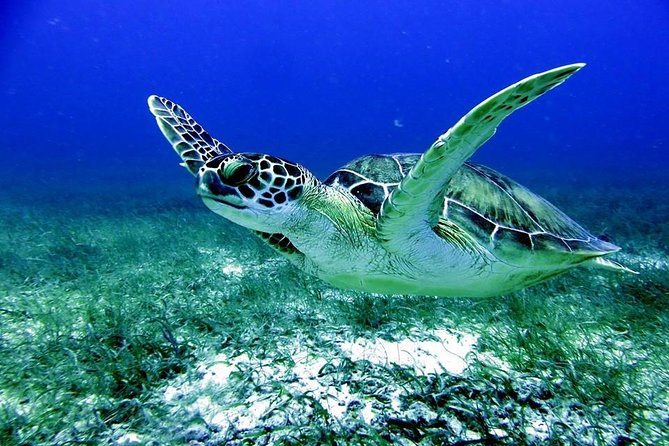Fajardo Afternoon Snorkeling Adventure Tour - Key points to know before you book