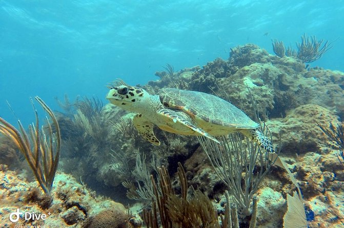 Fajardo Afternoon Snorkeling Adventure Tour - Why this Fajardo boat trip is worth considering