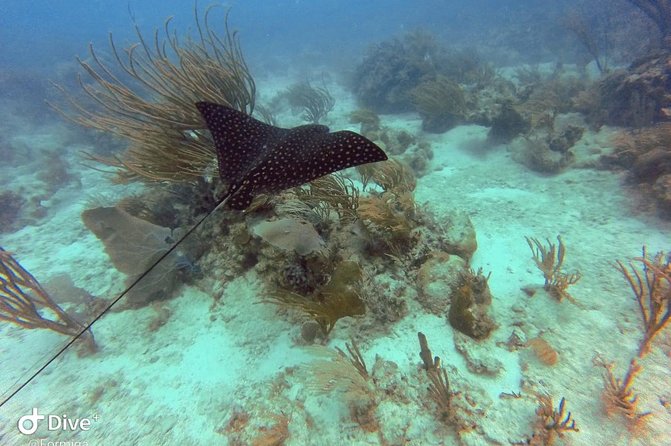 Fajardo Afternoon Snorkeling Adventure Tour - Snorkeling in 15 to 20 feet of water