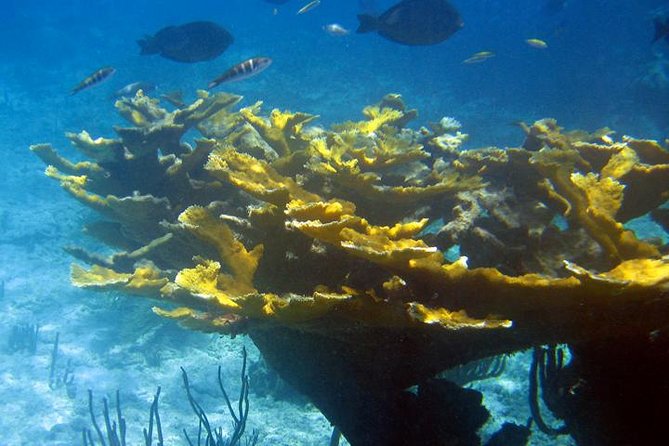 Fajardo Afternoon Snorkeling Adventure Tour - What the $110 price really includes