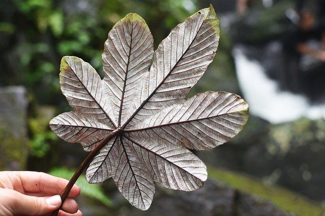 From San Juan: El Yunque Rainforest Hiking Adventure - Why this El Yunque trip is more than a viewpoint stop