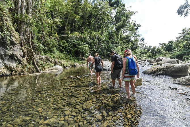 From San Juan: El Yunque Rainforest Hiking Adventure - The first 30 minutes: river crossings and rainforest plants