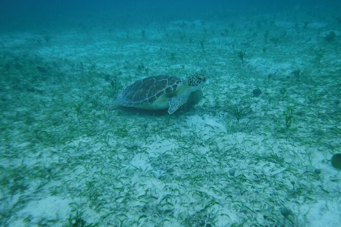 Full Day Charter from Fajardo to Culebra - A Barbecue Lunch Without Hotel Planning