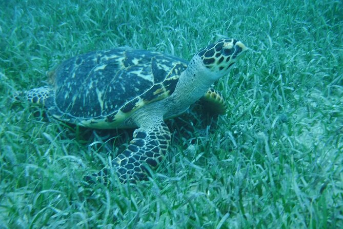 Full Day Charter from Fajardo to Culebra - The Crew Makes the Difference
