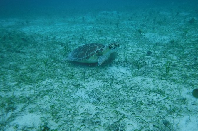 Full Day Charter from Fajardo to Culebra - Who Will Enjoy This Charter Most?