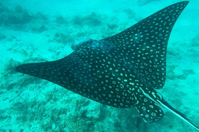 Full-Day Snorkeling Gear Rental in Puerto Rico - Who will enjoy this rental most