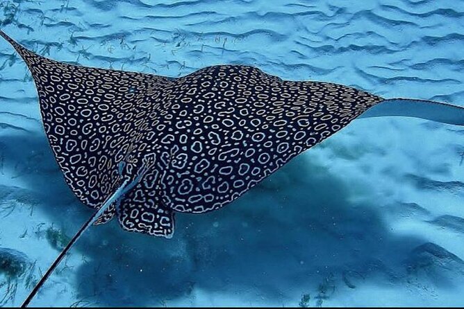 Full-Day Snorkeling Tour to Culebra Island with Lunch - What the $168.37 price really covers