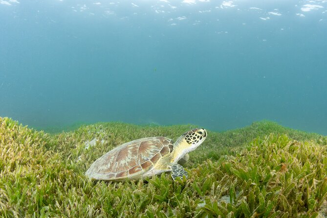 Get SCUBA Certified at San Juan - What You Are Really Buying for $715