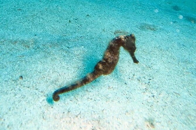 Get SCUBA Certified at San Juan - The First Ocean Sessions in Escambrón Bay