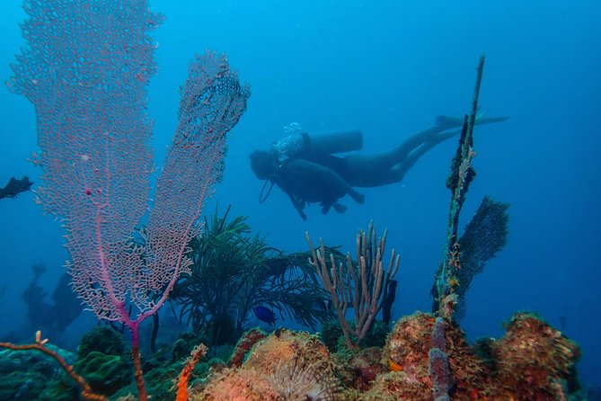 Guided Coral Reef Scuba Tour / 1 tank (Certified Divers Only) - Key things to know before you book