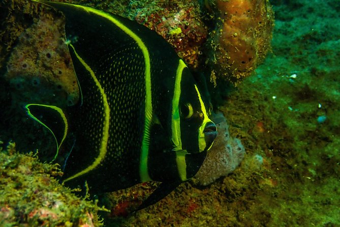 Guided Coral Reef Scuba Tour / 1 tank (Certified Divers Only) - Starting at Great Escape Puerto Rico in Rincón