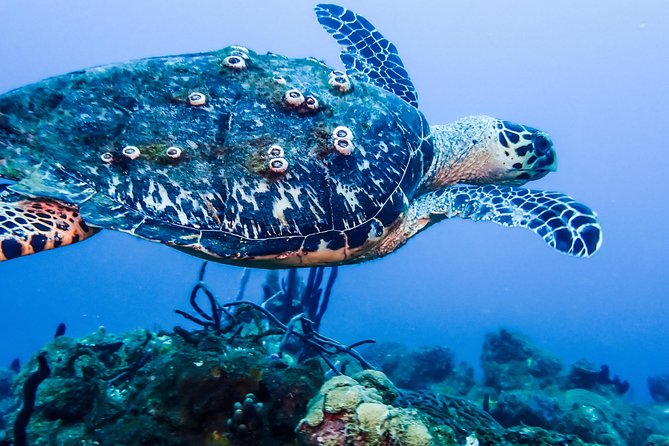 Guided Coral Reef Scuba Tour / 1 tank (Certified Divers Only) - A one-tank route with several reef personalities