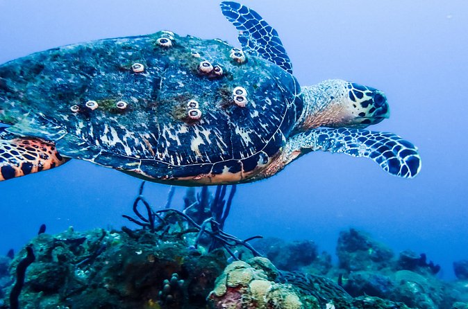 Guided Coral Reef Scuba Tour / 1 tank (Certified Divers Only) - Who will get the most from this Rincón scuba trip