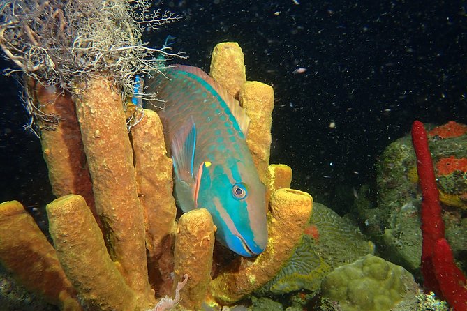 Guided Coral Reef Scuba Tour / 1 tank (Certified Divers Only) - Entering the water from a Rincón beach