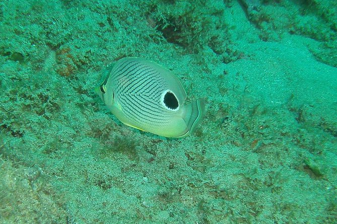 Guided Coral Reef Snorkeling Tour - Arriving at Steps Beach and Tres Palmas Reserve