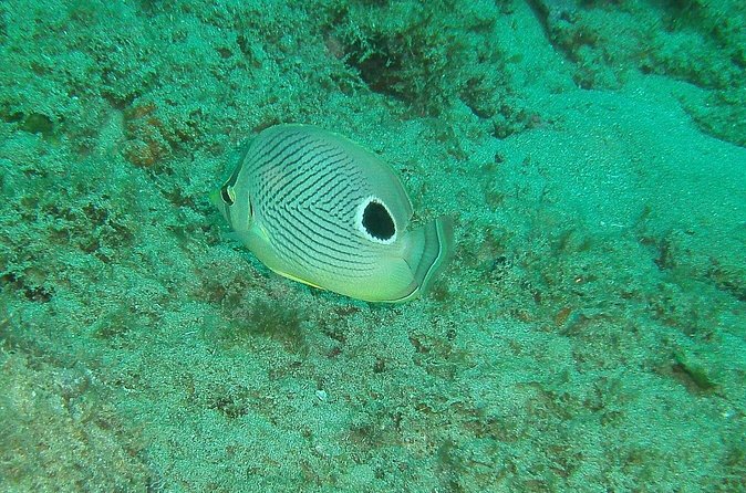 Guided Coral Reef Snorkeling Tour - Guides, families, and mixed-ability groups