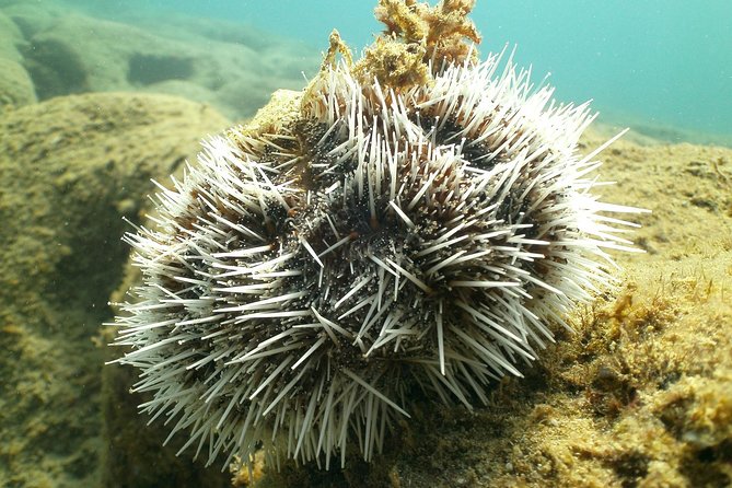 Guided Coral Reef Snorkeling Tour - Weather, communication, and booking cautions