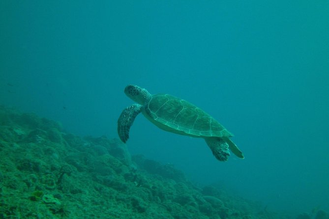 Guided Coral Reef Snorkeling Tour - The first minutes: gear, shoe sizes, and basic instruction