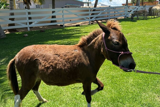 Guided Hike with Miniature Donkeys to a Secluded Beach - Walking down to Playa Princesa