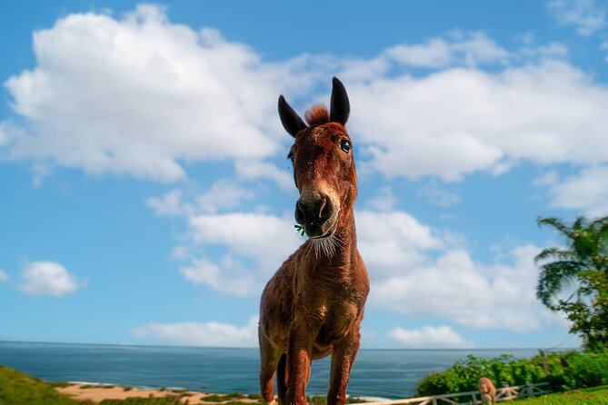 Guided Hike with Miniature Donkeys to a Secluded Beach - Spending time with the miniature donkeys