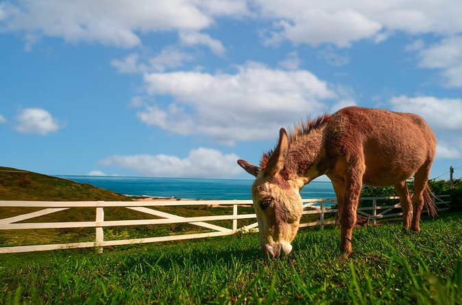 Guided Hike with Miniature Donkeys to a Secluded Beach - The uphill return with a miniature donkey in front