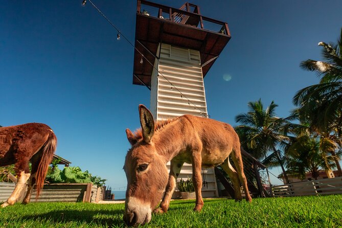 Guided Hike with Miniature Donkeys to a Secluded Beach - What to bring and how to prepare