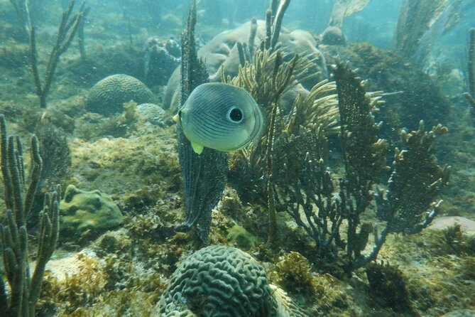 Guided Shore Diving Tour - What you might see below the surface