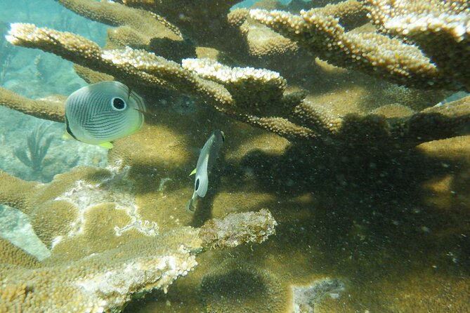 Guided Shore Diving Tour - How the guides shape the experience