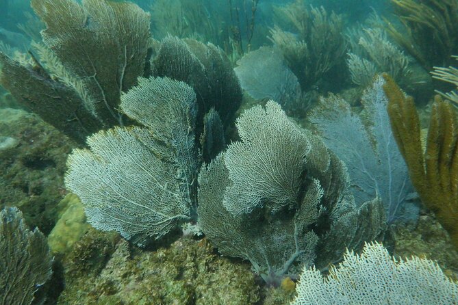 Guided Shore Diving Tour - The drawbacks you should take seriously