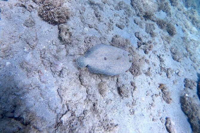 Guided Snorkeling adventure in San Juan - Water conditions and the sheltered swimming area