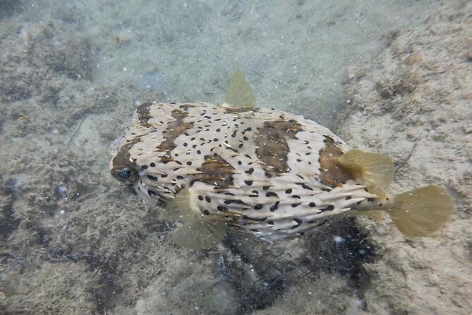 Guided Snorkeling adventure in San Juan - What the $76.70 price really buys
