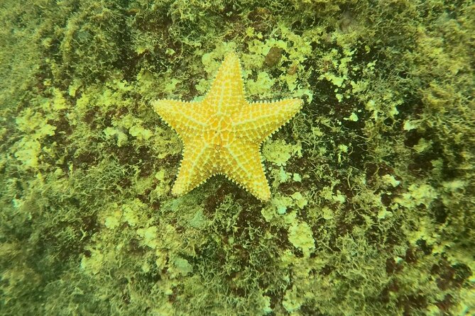 Guided Snorkeling adventure in San Juan - Best fit for families and first-time snorkelers