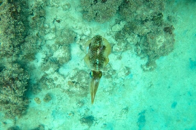 Guided Snorkeling adventure in San Juan - Making the most of your hotel day