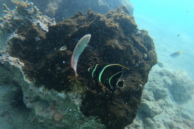 Guided Snorkeling adventure in San Juan - Following the reef for 45 minutes