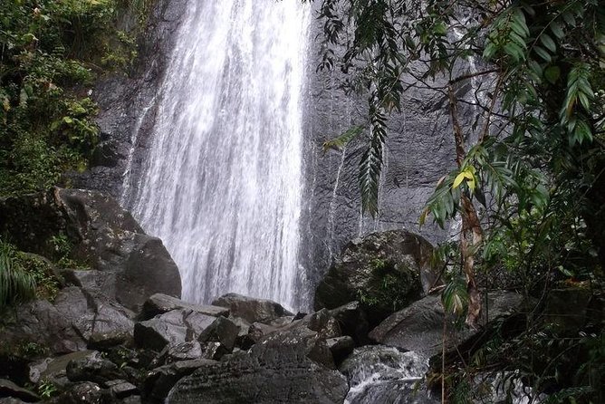 Half-Day El Yunque National Forest Tour from San Juan - Rain, Wildlife, and Realistic Expectations