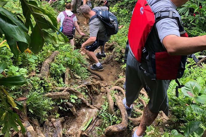 Hike El Yunque Rainforest and Kayak Bio Bay Combo Tour - Kayaking through the mangroves after dark