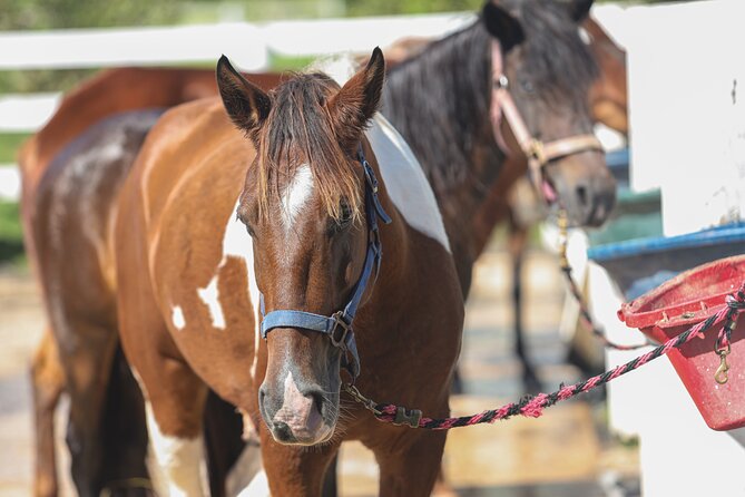 Horseback Riding Tour at Private Ranch - Scenery, wildlife, and the story of the ranch