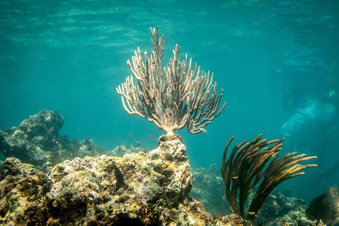 Icacos Deserted Island Catamaran, Snorkel, and Picnic Cruise - Who will enjoy this Icacos cruise most?