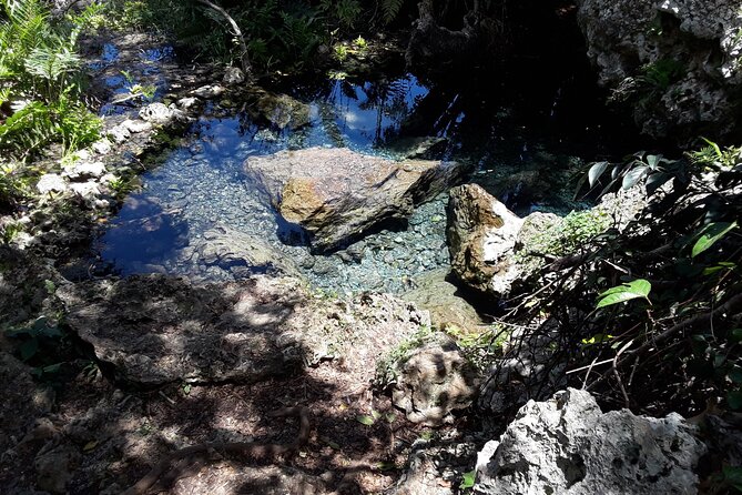 Mountain Bike tour to a Pristine Spring and Cave - Looking for wildlife and forest plants