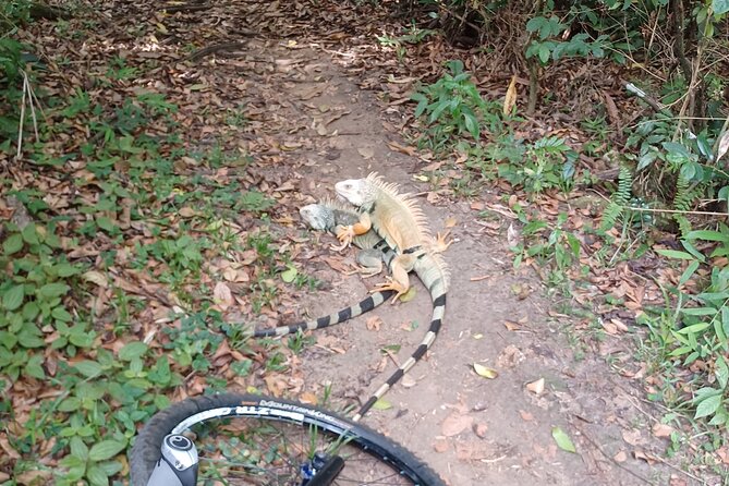Mountain Bike tour to a Pristine Spring and Cave - How hard is the ride?